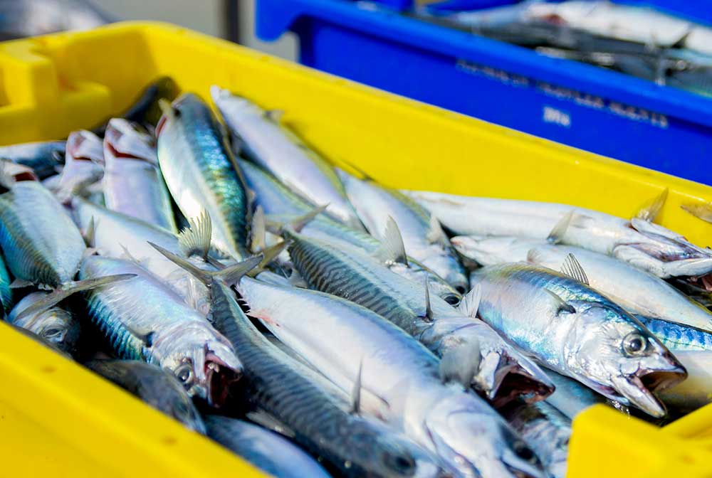 Fresh Fish in a yellow box for export